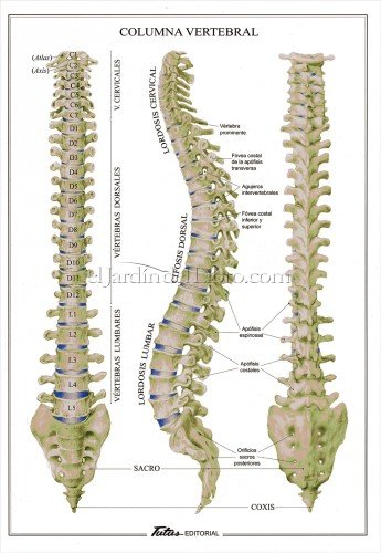 Poster Columna Vertebral- Terápias Verdes