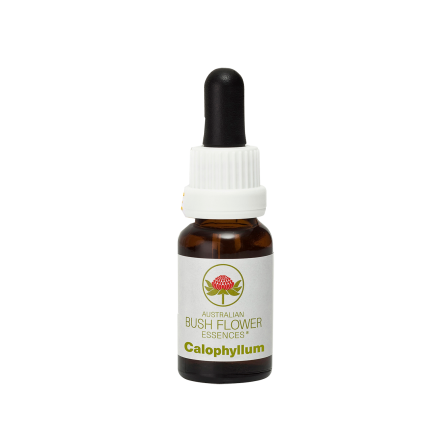 Calophyllum Esencia Bush 15ml-Liderazgo, conexión, resiliencia, determinación, enfoque