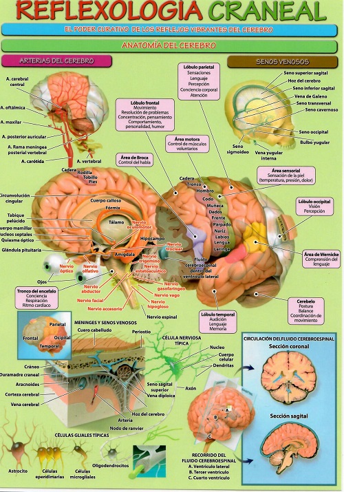 Lámina Reflexología craneal