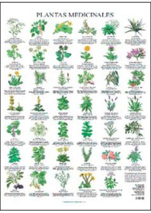Poster Plantas Medicinales- Terápias Verdes