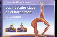 Los músculos clave en el hatha yoga