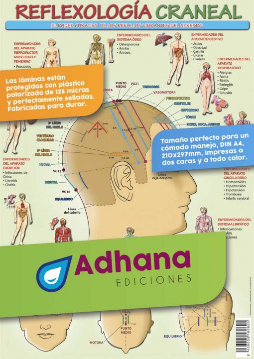 Lámina Reflexología craneal